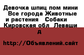 Девочка шпиц пом мини - Все города Животные и растения » Собаки   . Кировская обл.,Леваши д.